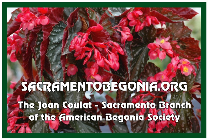 Begonia Society of Sacramento Logo